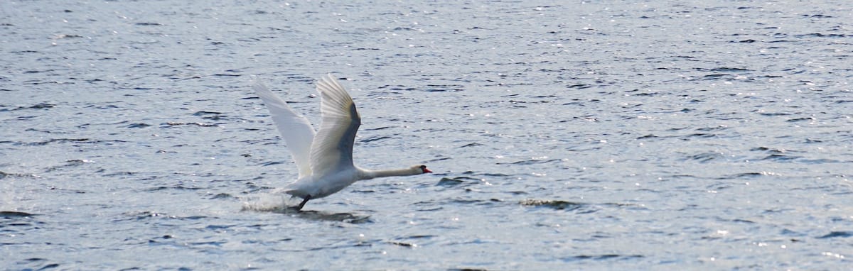 Freedom is choosing with calm awareness—departing when it is wise and staying when it is necessary.