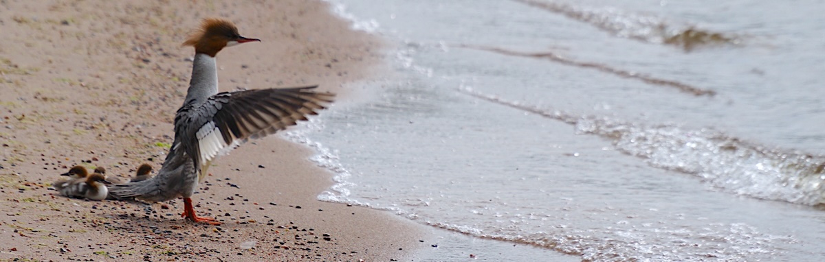  However, animals and birds shake off their stress once the situation is resolved.