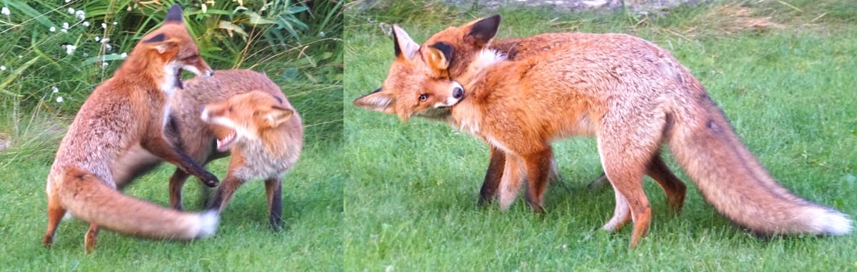 A playful attitude is a powerful support for mind health and solving real-life challenges.