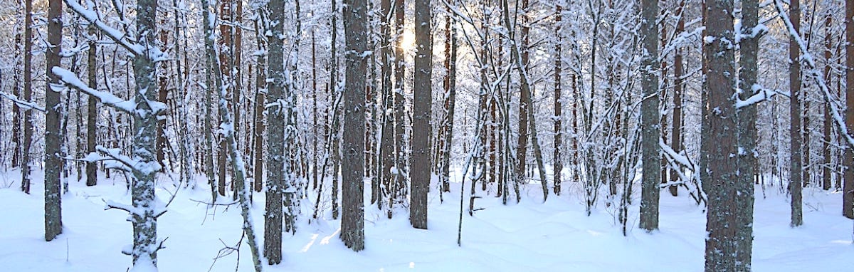 Thoughts and emotions are like towering trees, their shadows veiling the sun's radiant light. Thoughts and emotions are like towering trees, their shadows veiling the sun's radiant light.