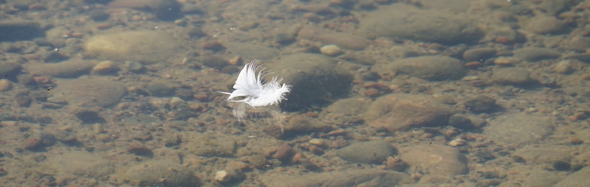 In nature, you can often find the calm and stillness the mind needs.