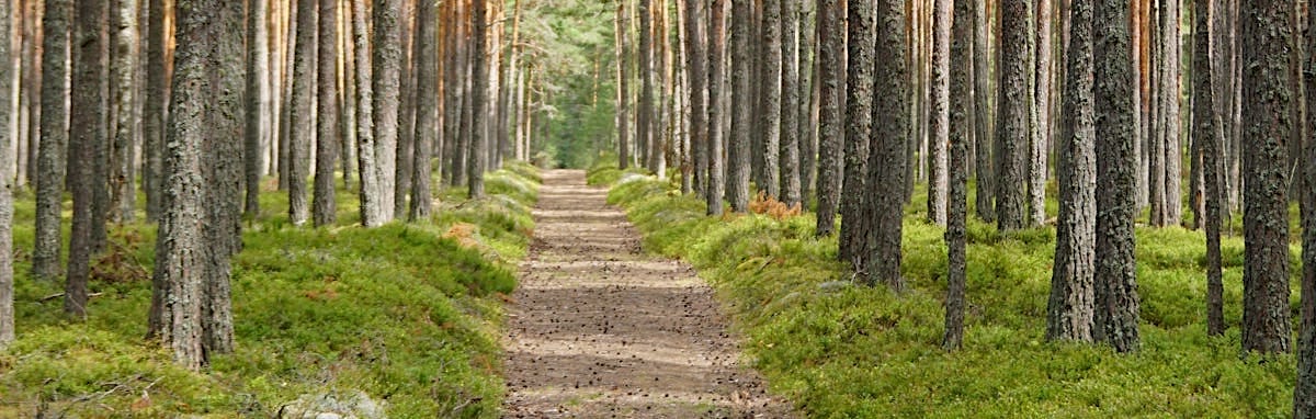 Walking in wild nature is relaxing for the mind and body Walking in wild nature is relaxing for the mind and body